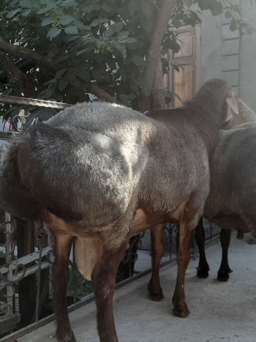 Qurbonlikka Katta Qòchqorlar bor!