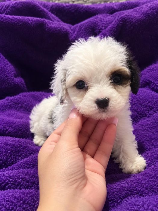 Bichon havanez 400 lei