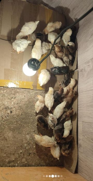 Продам цыплят всех