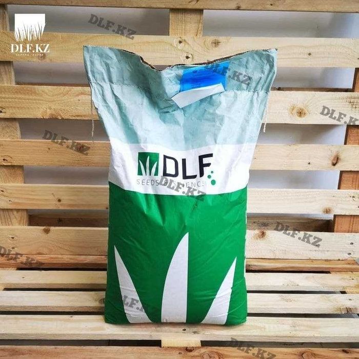 Белый клевер Астана