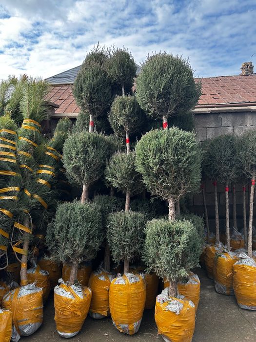 Саженцы көшет барлық түрлері бар