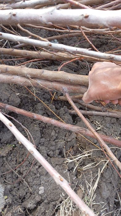 Mevali va boshqa turadagi kuchatlar