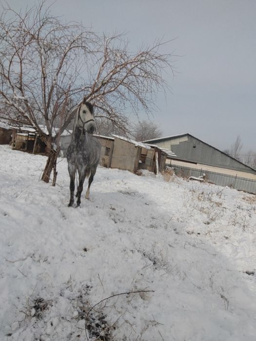 6 лет аигвр дорога