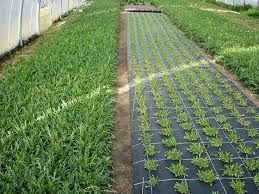 Folie Antiburuieni/AGROTEXTIL= AFINI/Capsuni 0.83x100m;1.3x100m, 7ani