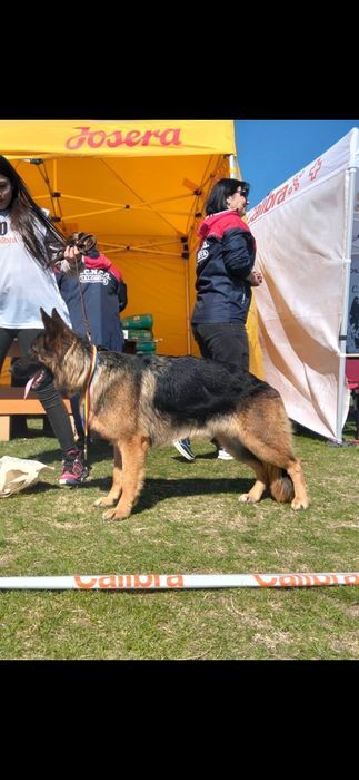 Femela Ciobanesc german