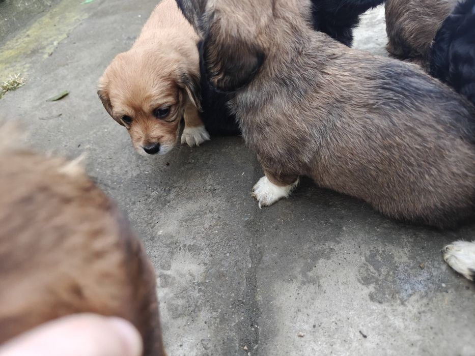 Catelusi pentru donat