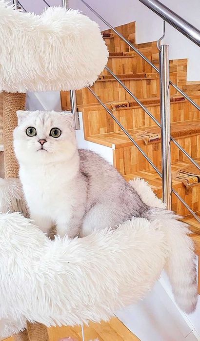 Baiat superb scottish fold cu pedigree