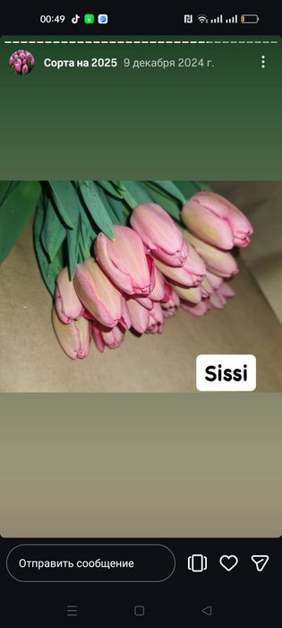 Тюльпаны большой выбор