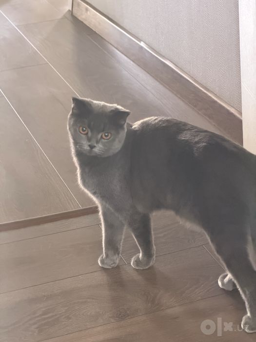От дам даром хороший кошка