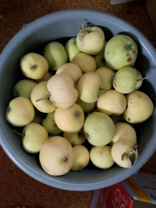 Яблоки с дерева.