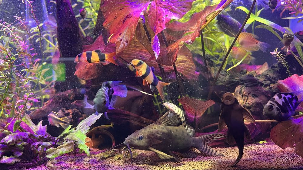 Продам авкариум.