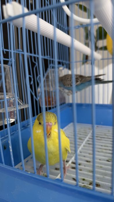 Продам попугаев. Мальчик и девочка