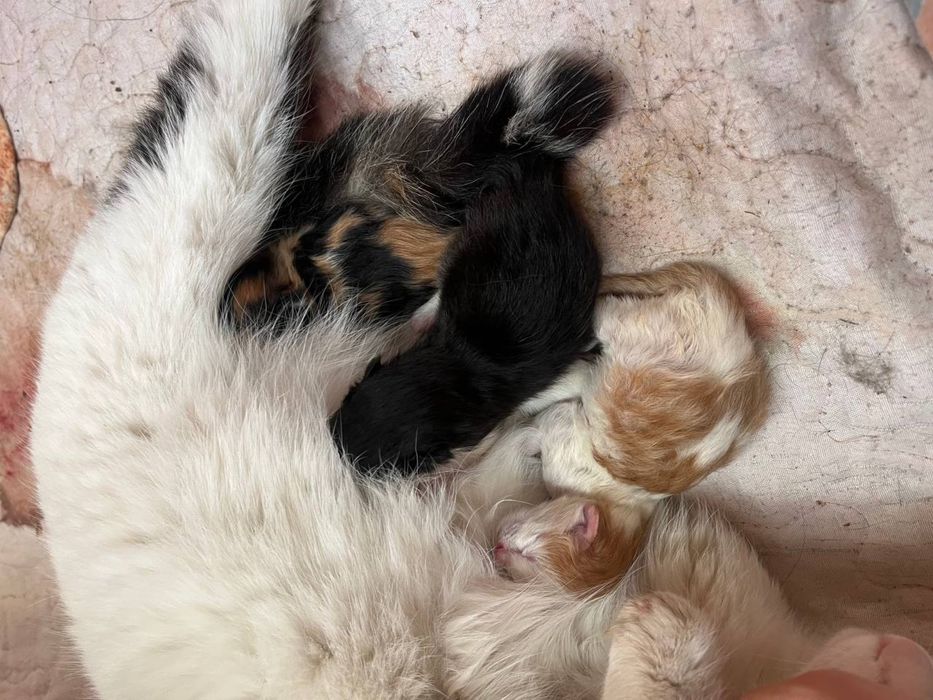 Котята родились сегодня