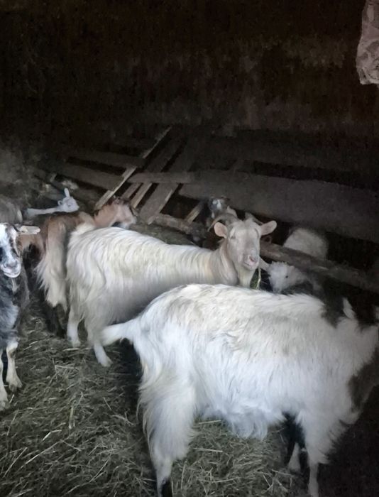 Capre 12 buc si 6 iezi