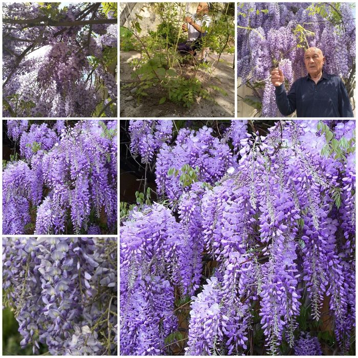 Glitsina глициния guli (optom)