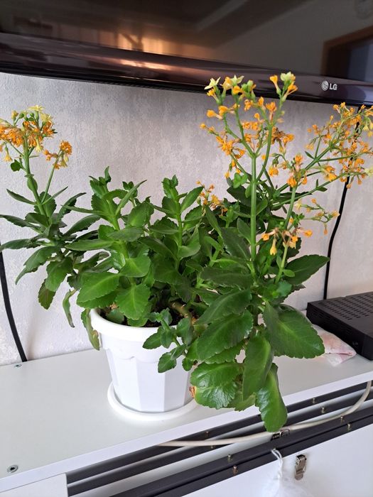 Цветы комнатные разные