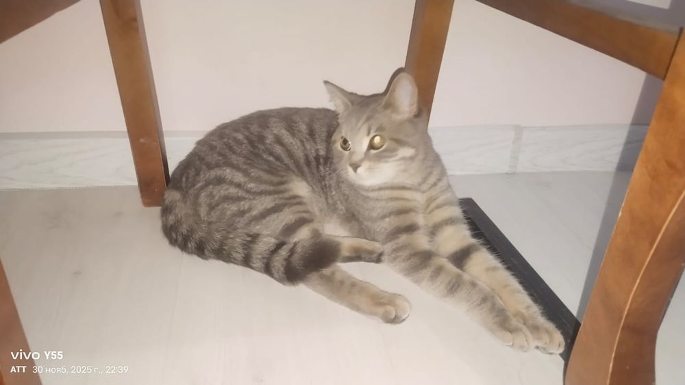 Отдам в хорошие руки