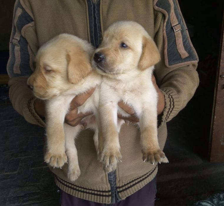 Лабрадор ретривер поместные