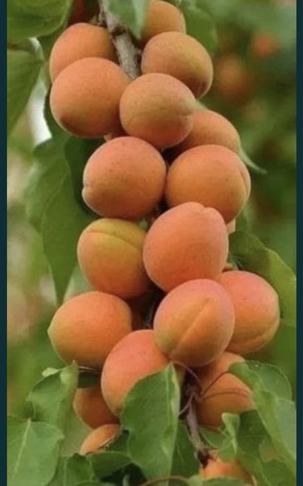 Pomi fructiferi altoiti columnari