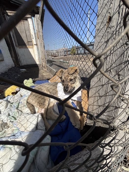 Классная девчонка ищет дом