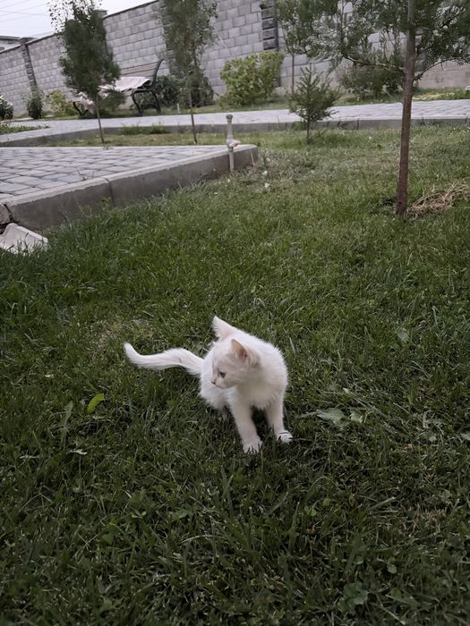 Белый пушистый Котенок