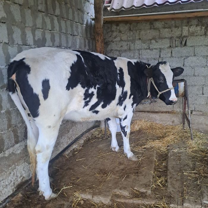 Корова. Продам срочно!