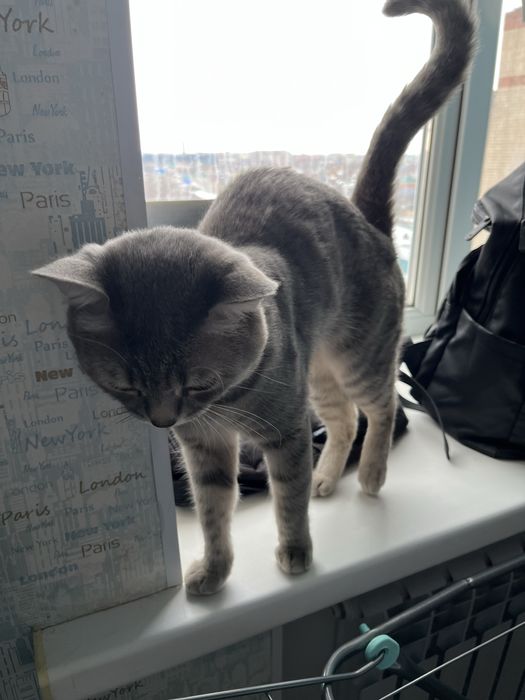 Продам кота домашний 2 года