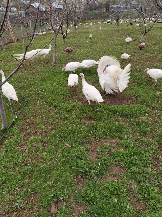 Ouă de curca de vânzare 10 lei bucata