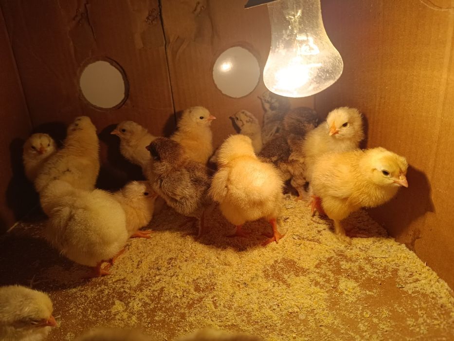 Продам домашних суточных цыплят