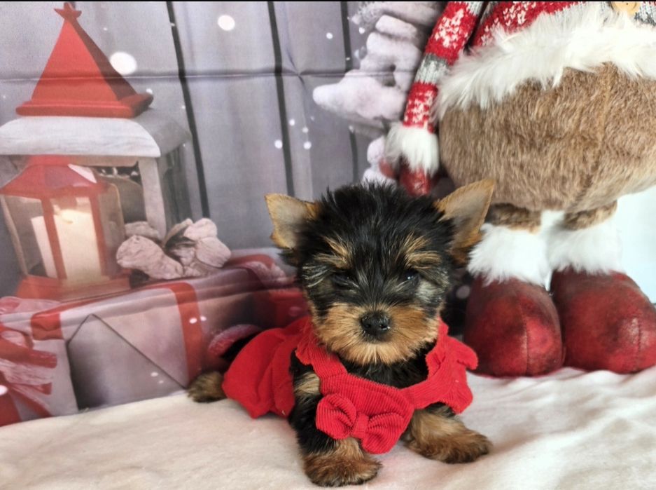 Йоркширски териер ,Йорки мини