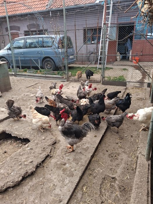 Ouă de incubat de la găinile din imagine