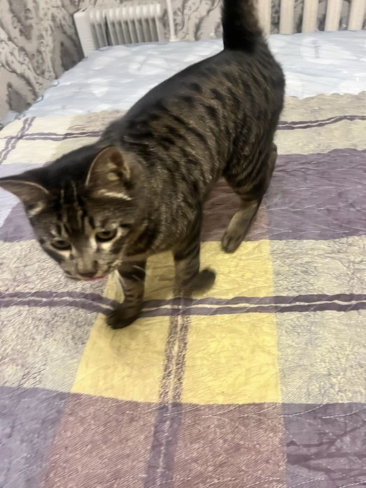 Yoshi kattaroq o’gil bola mushuk faqat mehribon inson kerak hadyaga