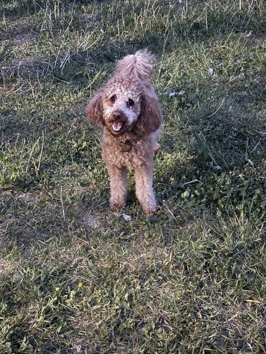 Pudel / poodle mascul
