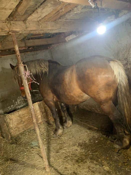 Vand iapa gestanta de 7 ani 4000 euro negociabil