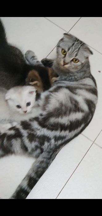 СРОЧНО! Шотландская вислоухая голубо-глазая ,,Скоттиш-фолд'' цена за в