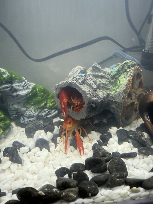 Бебета рачета Procambarus Alleni