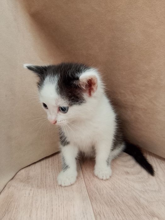 Котёнок девочка домашняя бесплатно