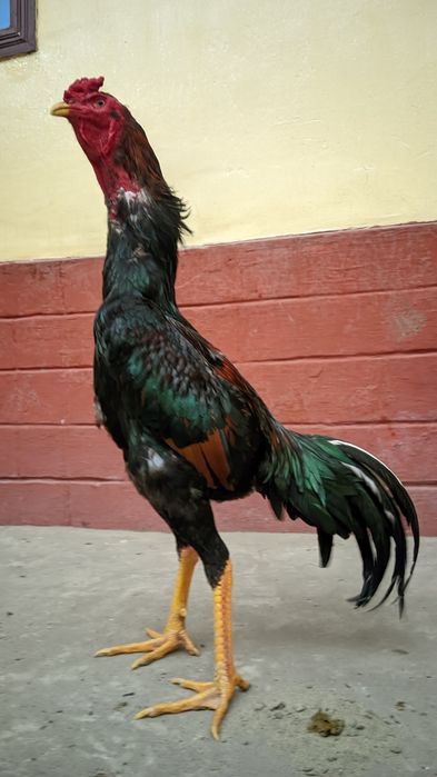 Кореец шоже сатылымда