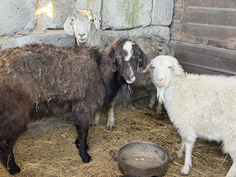 Козы 4 штук продам срочно !