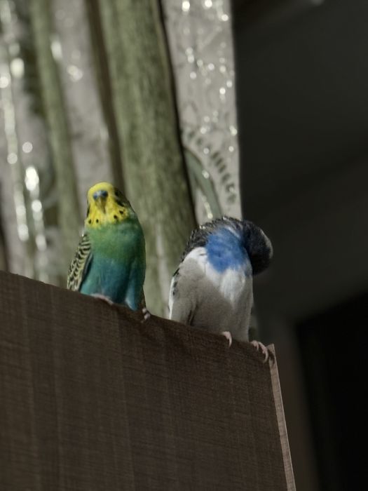 Попугай моадши старшый