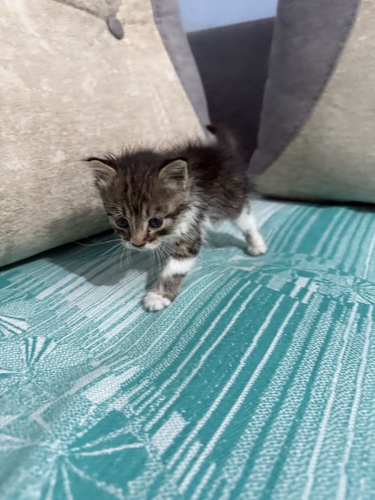 Отдам котенка даром! 7 недель, игривый , ест все!!!
