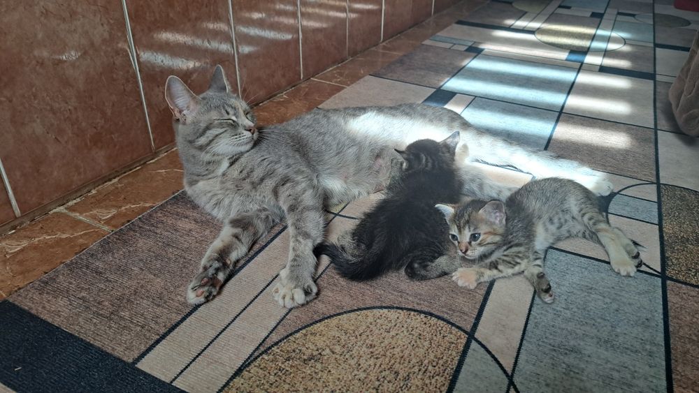 Котята, отдам в добрые руки
