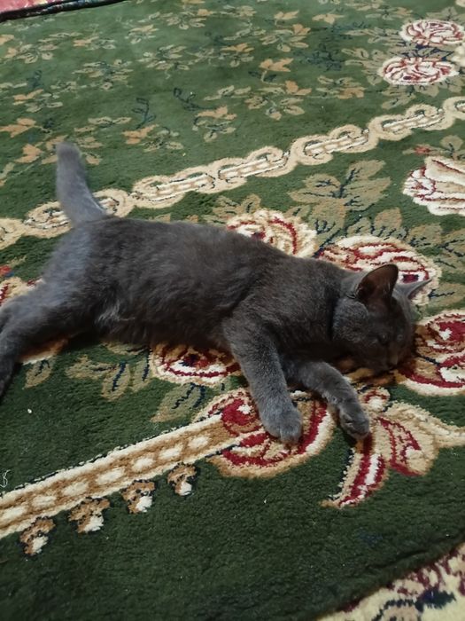 Blue russian cat