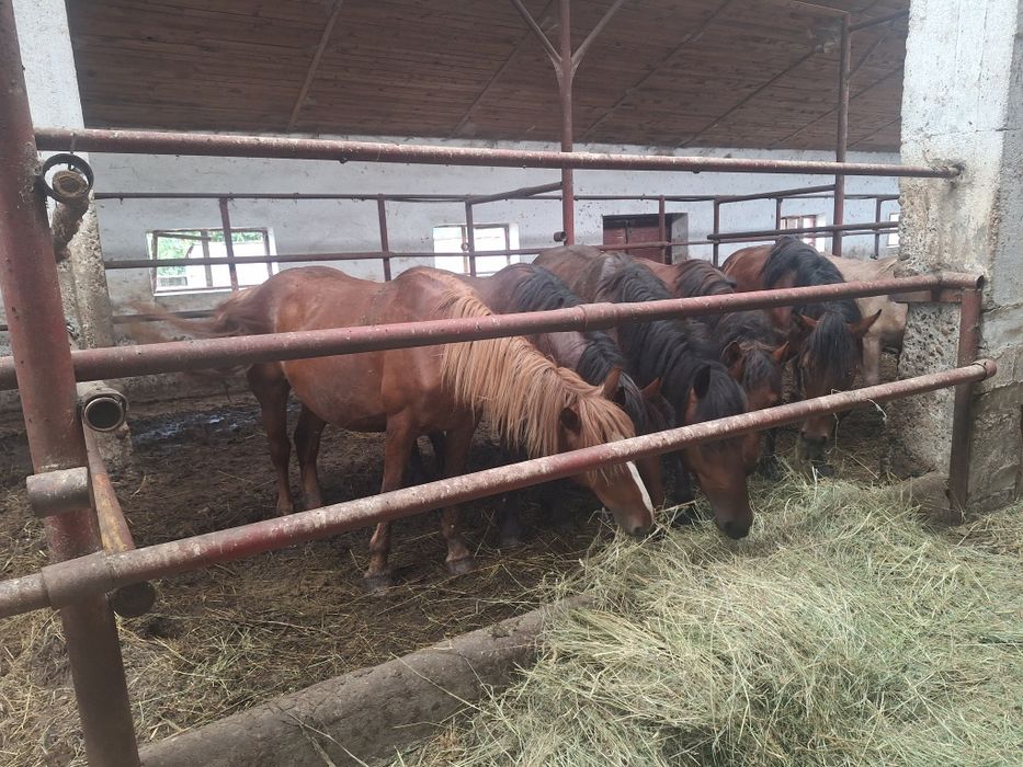 De vanzare 7 armăsari