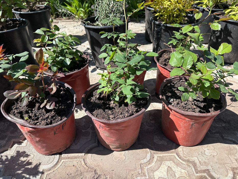 Саженцы---цветы.