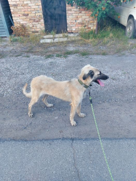 Выгул собак ! ! !