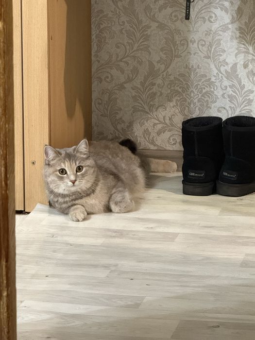 Отдам кошку 2 года