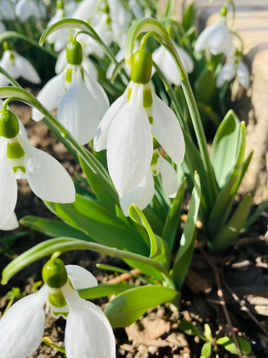 Smochini, butași de muri, stoloni de fragi, aluni, smochini, măslini,l