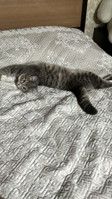 Отдам кошку за добрую руку