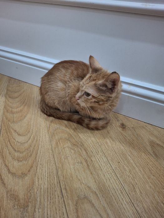 В добрые руки ,котенок